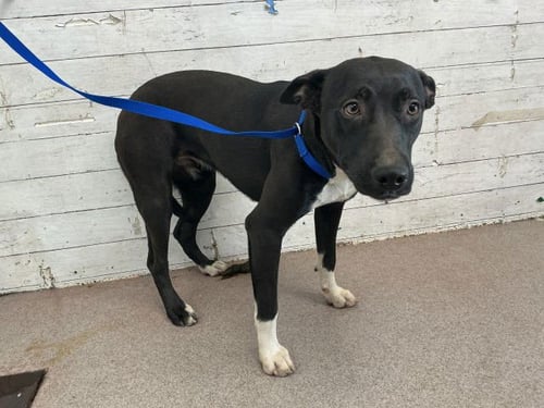 SNOWFLAKE - Pit Bull Terrier available for adoption