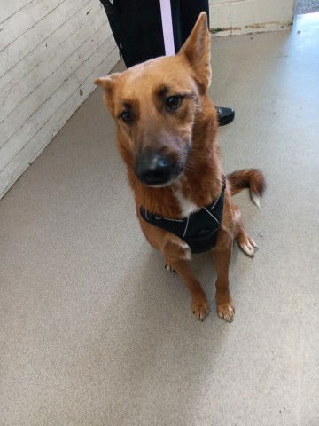 JACKIE - German Shepherd Dog available for adoption