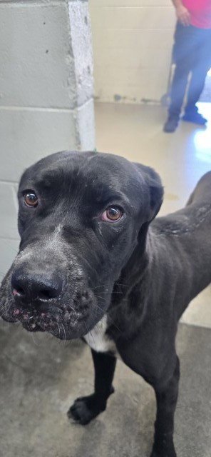 KODA JAMES - Cane Corso Mastiff available for adoption