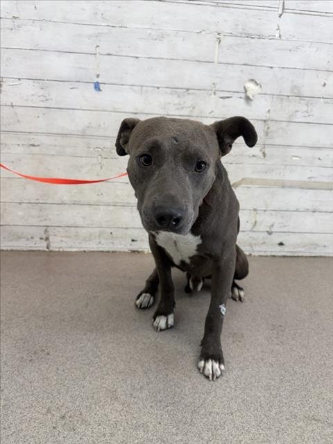 FLAPJACK - Pit Bull Terrier available for adoption