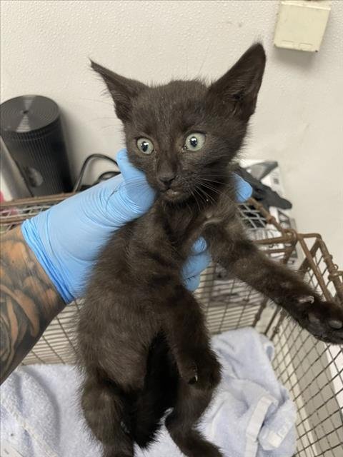 OLLIE - Domestic Short Hair for adoption in San Bernardino