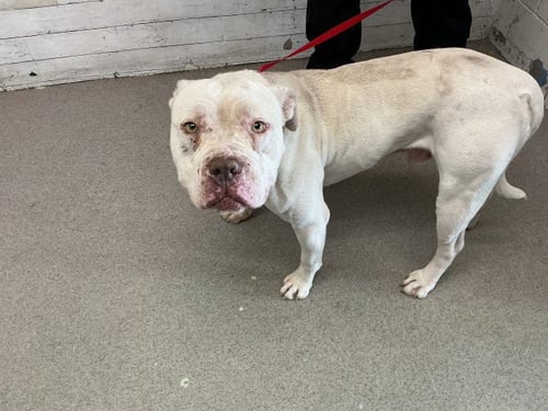 GOLFBALL - Pit Bull Terrier available for adoption