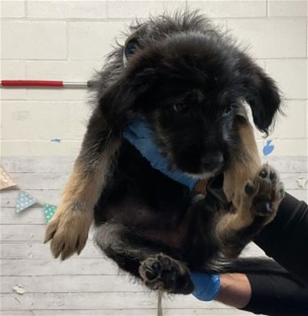 CHIQUITA - German Shepherd Dog available for adoption