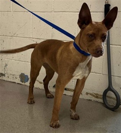 FIFI - Pit Bull Terrier available for adoption