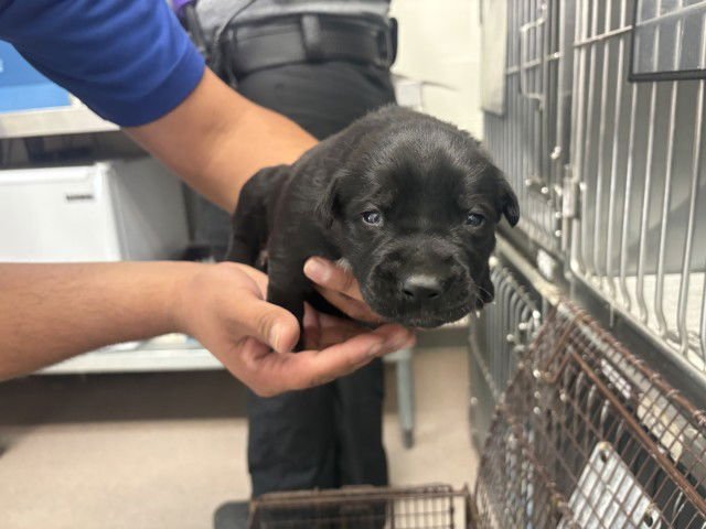 PIPER - Pit Bull Terrier available for adoption