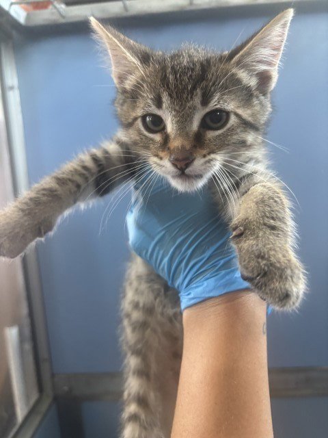 KORY - Domestic Medium Hair available for adoption
