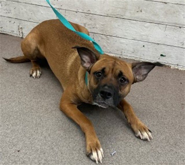 CALLIE - German Shepherd Dog available for adoption