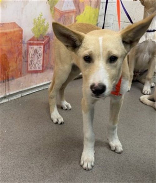 KEEGAN - German Shepherd Dog available for adoption