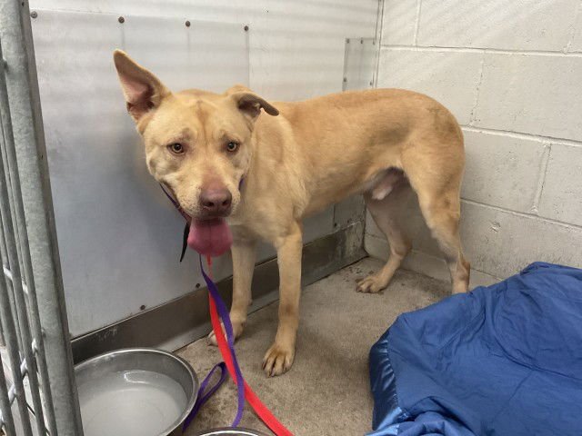 SPIKE - Pit Bull Terrier / German Shepherd Dog available for adoption