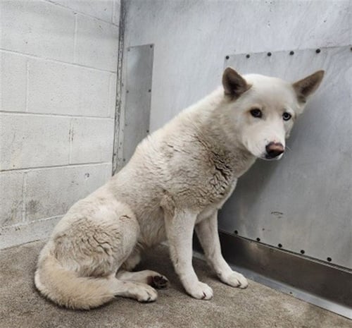 MARLEY - Siberian Husky available for adoption