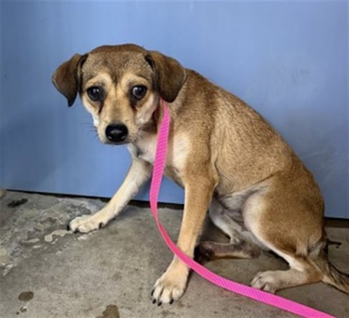 DAZZLE - Chihuahua available for adoption