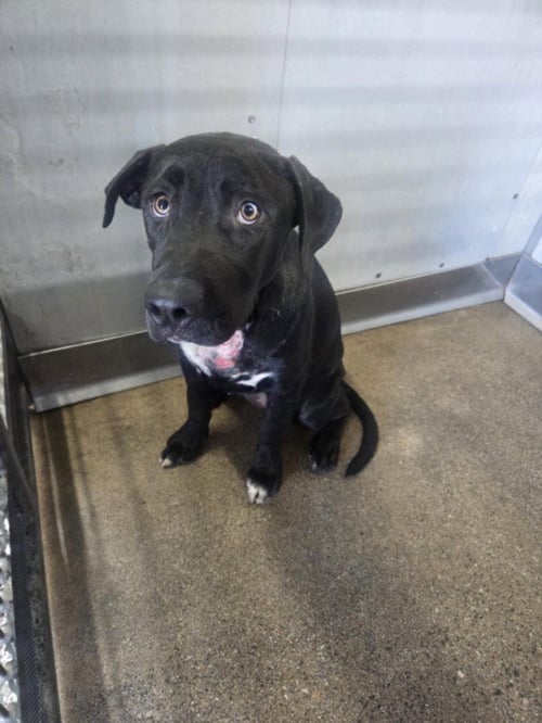 DAPHNE - Labrador Retriever available for adoption