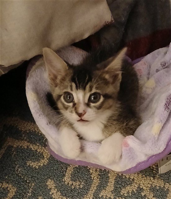ESMERALDA Image