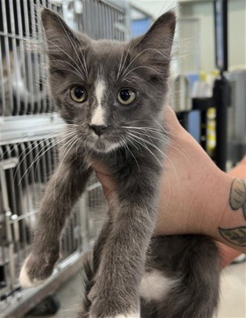 BEAST BOY - Domestic Long Hair available for adoption