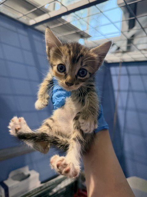 CLOVE - Domestic Short Hair available for adoption