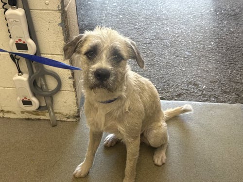 BRUNO - Toy Fox Terrier available for adoption