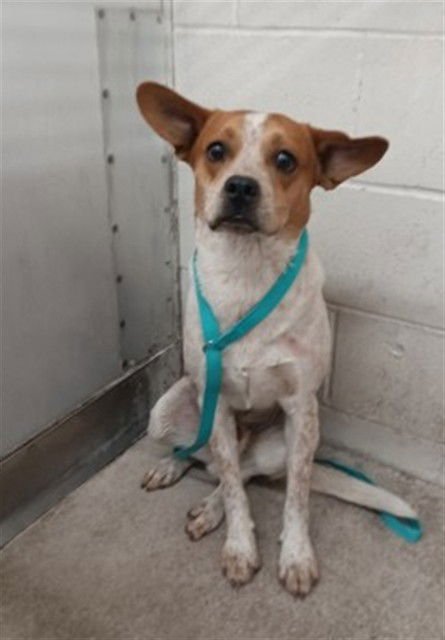 ALDEN - Australian Cattle Dog/Blue Heeler available for adoption