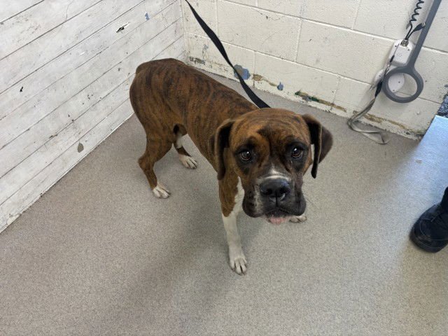 APOLLONIA - Boxer available for adoption