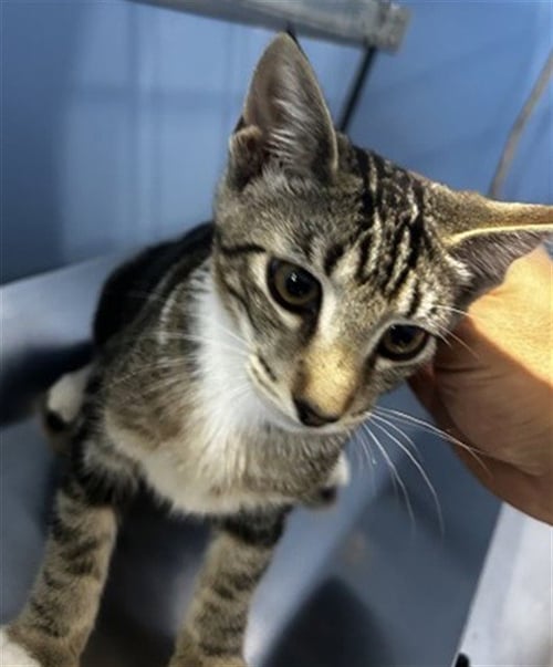 LEONA - Domestic Short Hair available for adoption