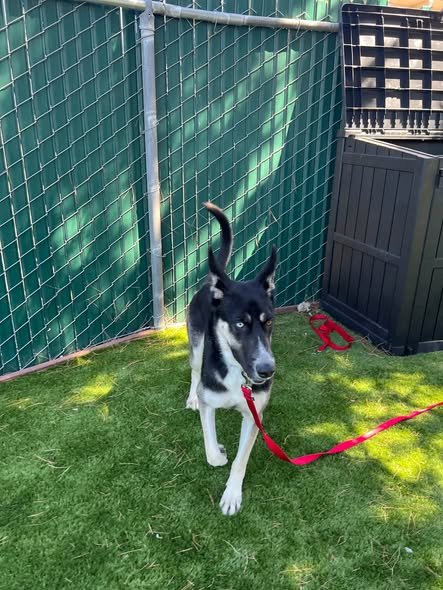 CALLIOPE - Siberian Husky available for adoption