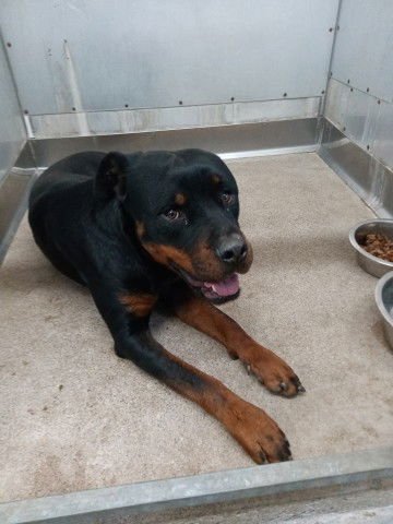 ROMEO - Rottweiler available for adoption