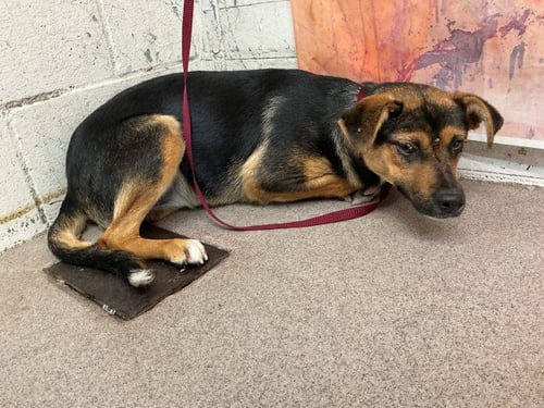 MERCY - German Shepherd Dog available for adoption