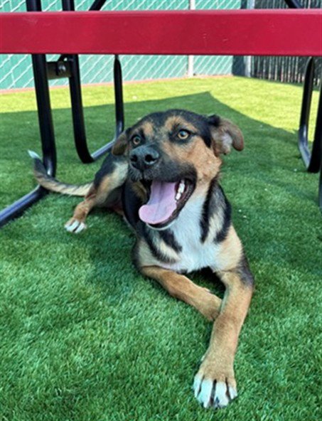 MERCY - German Shepherd Dog for adoption in San Bernardino