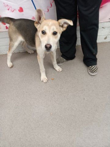 JEMMA - German Shepherd Dog available for adoption