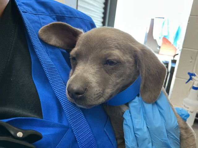 POE - Pit Bull Terrier available for adoption