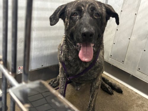 BUSTER - Mastiff available for adoption