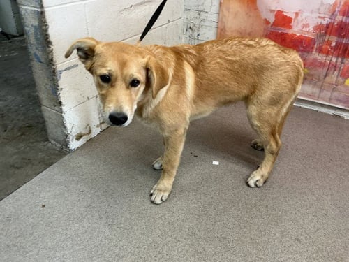 SAMUEL - Labrador Retriever available for adoption