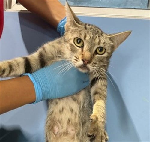 HONEY BUN - Domestic Short Hair available for adoption