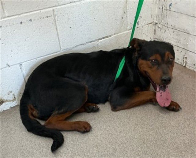 ELAINA - Rottweiler available for adoption