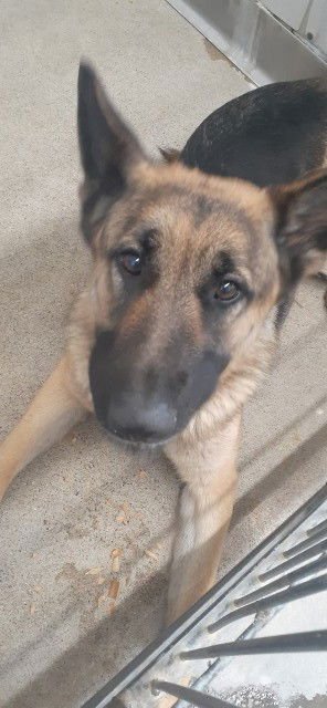 FRANCINE - German Shepherd Dog available for adoption