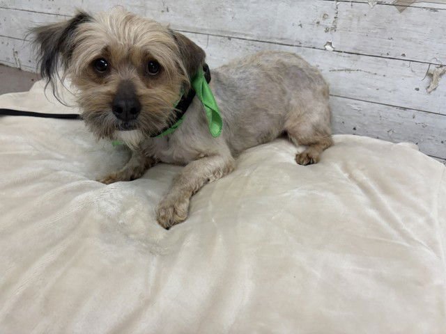 CHAMP - Tibetan Terrier available for adoption