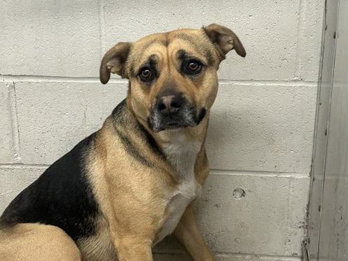 NELSON - German Shepherd Dog available for adoption