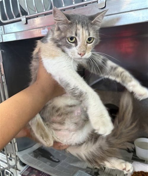 BLOSSOM - Domestic Medium Hair available for adoption