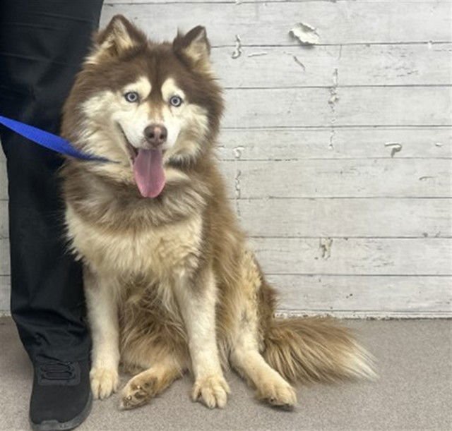 CORA - Alaskan Malamute available for adoption