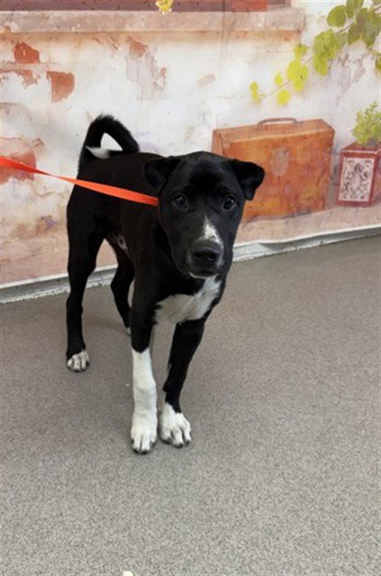 OWEN - Labrador Retriever / Chinese Shar-Pei available for adoption