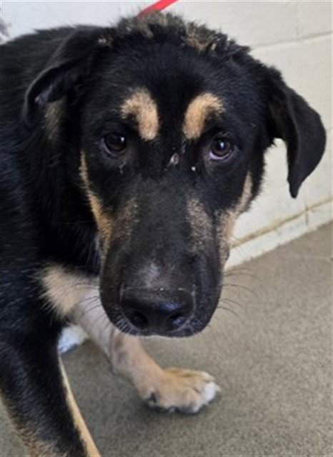 THOR - German Shepherd Dog available for adoption