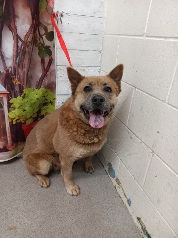 GARNET - Chow Chow available for adoption