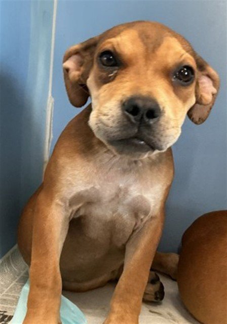 ABBY - Boxer available for adoption
