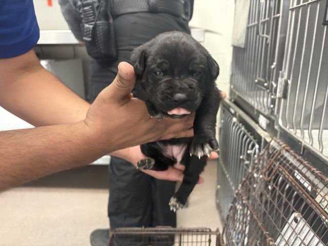 POLLY - Pit Bull Terrier available for adoption