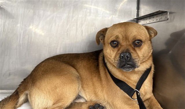 NORMAN - Pug available for adoption