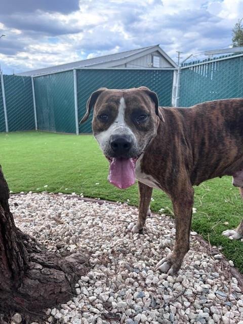 BILLY - Pit Bull Terrier available for adoption