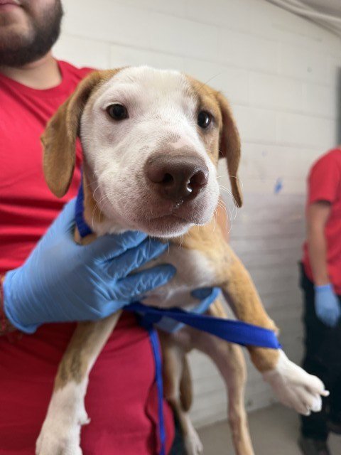 CHEDDER - Beagle available for adoption