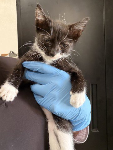 A593963 - Domestic Short Hair available for adoption