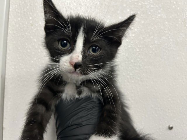 A589126 - Domestic Short Hair available for adoption