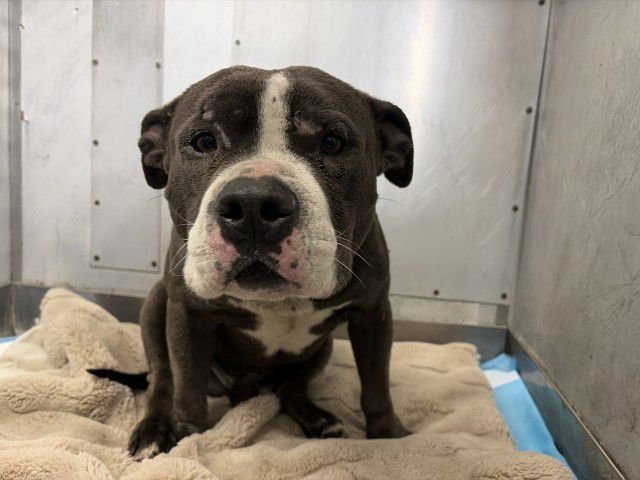 ROCKY - American Pit Bull Terrier available for adoption