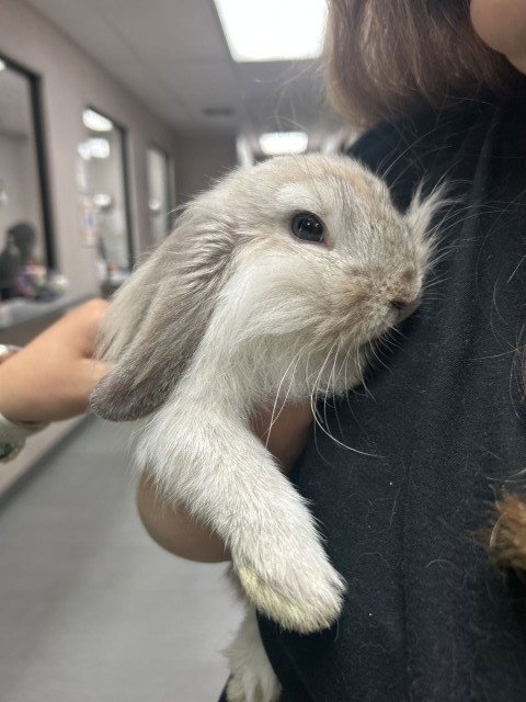 BACARDI - Longhaired Rabbit / Mini Lop available for adoption